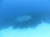 2011-09-05 14-22-37 Steven